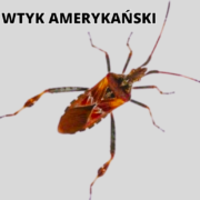 wtyk amerykański